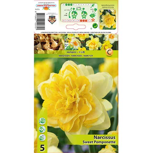 Narcis Sweet Pomponette obrázek 1 artikel 67414