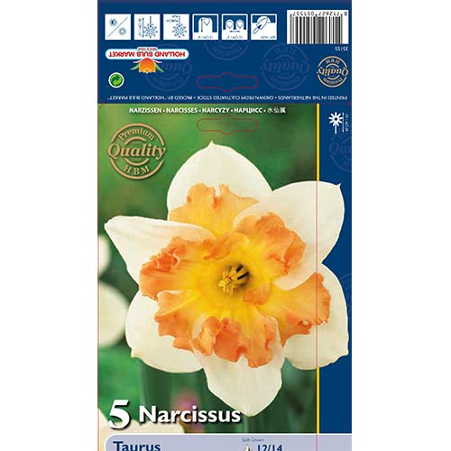 Narcis Taurus artikel fotografie 1 Narcis Taurus obrázek 1 artikel 68022