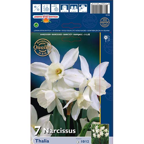 Narcis Thalia artikel fotografie 1 Narcis Thalia obrázek 1 artikel 70236
