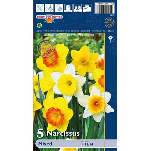Narcis trubkovitý,mix obrázek 1 artikel 67665