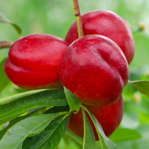 Nekrarinka Late Love, С2 obrázek 1 artikel 1629