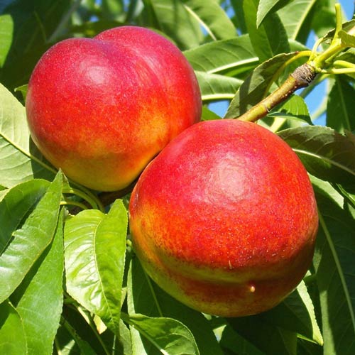 Nekrarinka Star Coral, C2 obrázek 1 artikel 9685