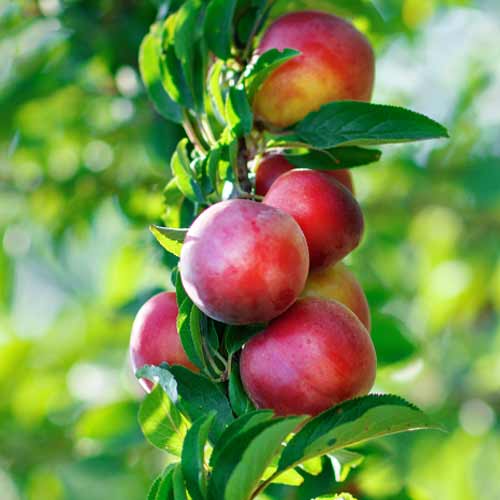 Nektarinka (columnar) Orion obrázek 1 artikel 2016