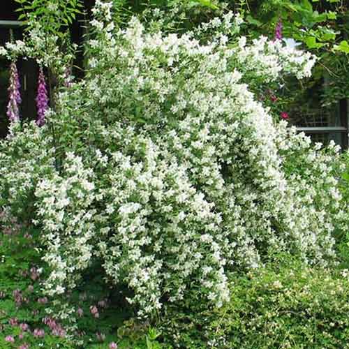 Nepravý jasmín Lemoinei obrázek 1 artikel 4786