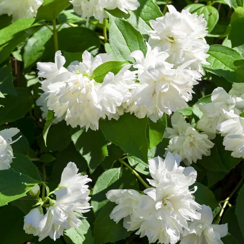 Nepravý jasmín Manteau d'Hermine obrázek 1 artikel 2038