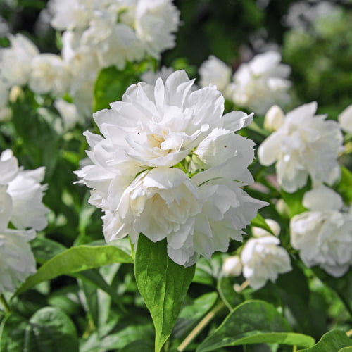 Nepravý jasmín Minesota Snowflake artikel fotografie 1 Nepravý jasmín Minesota Snowflake obrázek 1 artikel 2039