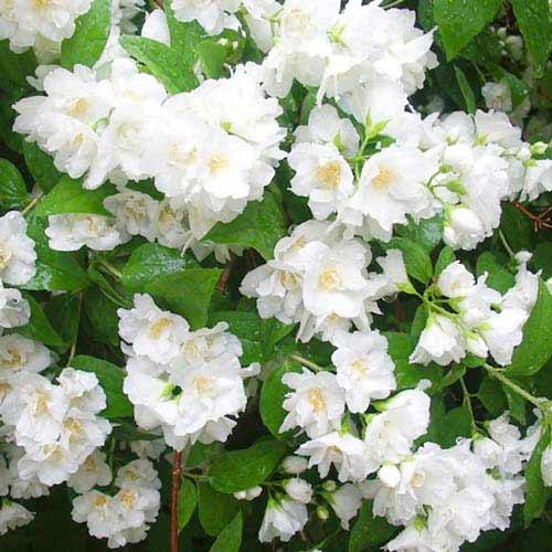 Nepravý jasmín Mont Blanc obrázek 1 artikel 9108