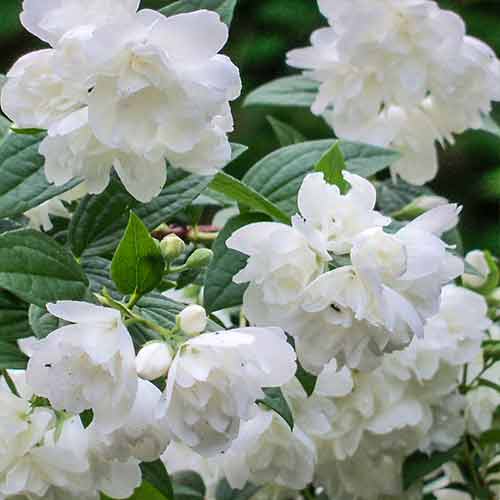 Nepravý jasmín Rosace obrázek 1 artikel 4788