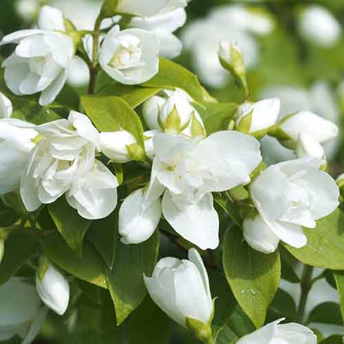 Nepravý jasmín Virginal obrázek 1 artikel 4787