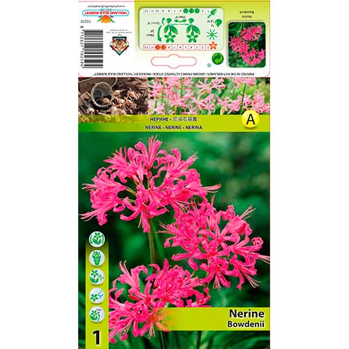 Nerine (Nerine Bowdenii) růžová obrázek 1 artikel 76334