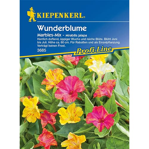 Nocenka zahradní obrázek 1 artikel 87762