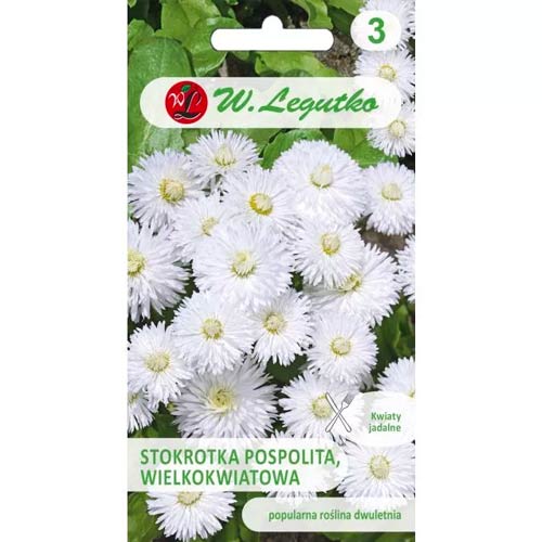 Obyčejná kopretina velkokvětá Ave bílá obrázek 1 artikel 50120