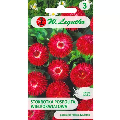 Obyčejná kopretina velkokvětá Gracja červená obrázek 1 artikel 78616