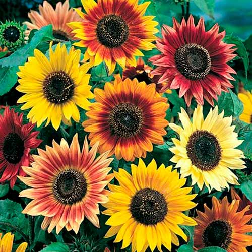 Okrasná slunečnice Beauty Giant, směs obrázek 1 artikel 96576