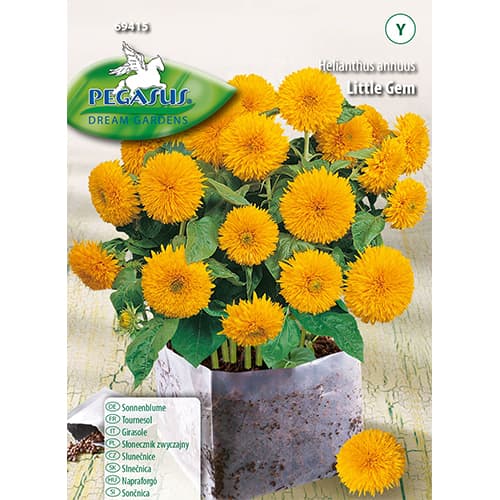 Okrasná slunečnice Little Gem obrázek 1 artikel 96578