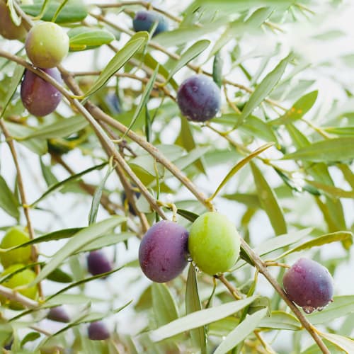 Olivovník Amfisis, C2 artikel fotografie 1 Olivovník Amfisis, C2 obrázek 1 artikel 9679