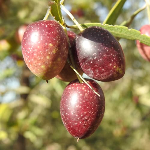 Olivovník Carolea, C2 obrázek 1 artikel 9680