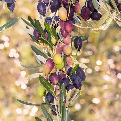 Olivovník (columnar) Arbequina obrázek 1 artikel 2017