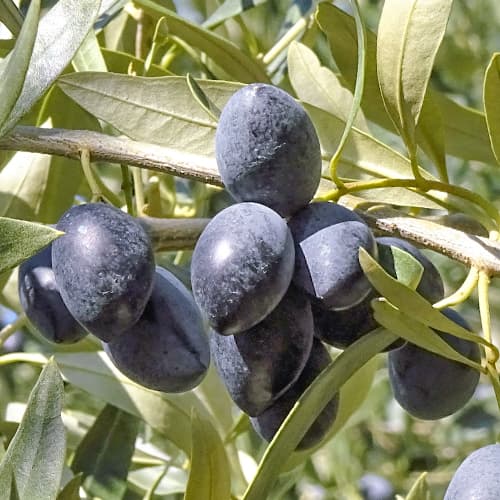 Olivovník Kalamon, C2 obrázek 1 artikel 9683