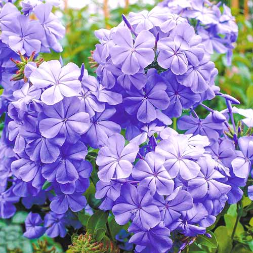 Olověnec (Plumbago) obrázek 1 artikel 76654