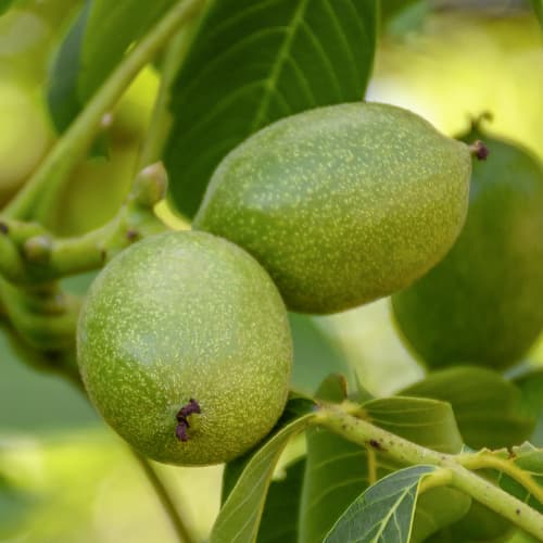 Ořešák vlašský Franquette, C2 obrázek 1 artikel 9686