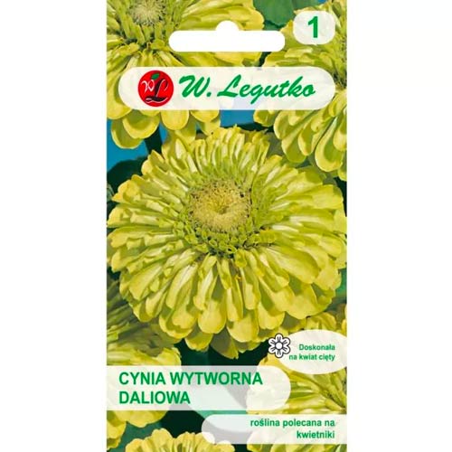 Ostálka sličná jiřinka Envy obrázek 1 artikel 78544