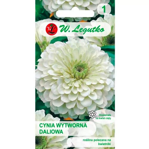 Ostálka sličná jiřinka Polar Bear obrázek 1 artikel 78540