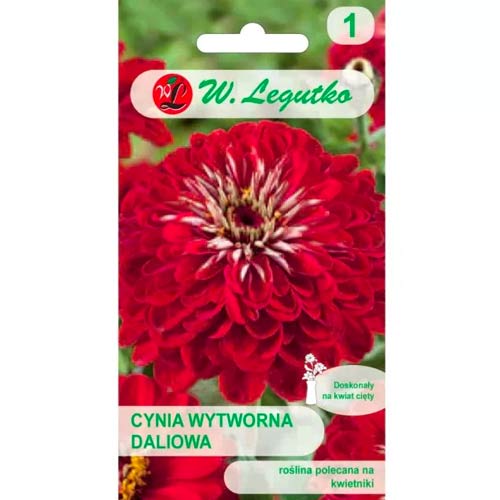 Ostálka sličná jiřinka Scarlet Flame obrázek 1 artikel 69576