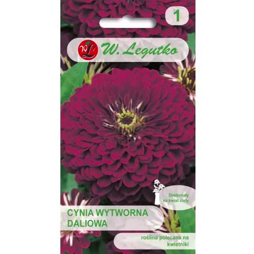 Ostálka sličná jiřinka Violet Queen obrázek 1 artikel 69577