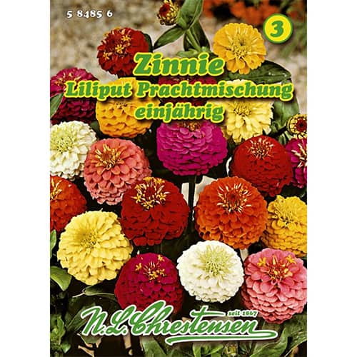 Ostálka sličná trpasličí Liliput, směs obrázek 1 artikel 87823