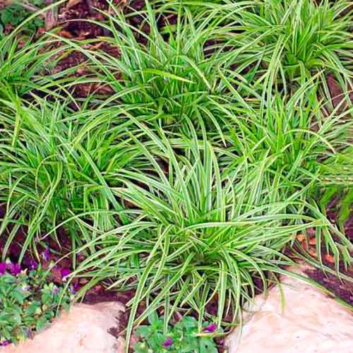 Ostřice (Carex) Ice Dance obrázek 1 artikel 5590