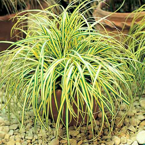 Ostřice Evergold obrázek 1 artikel 4750