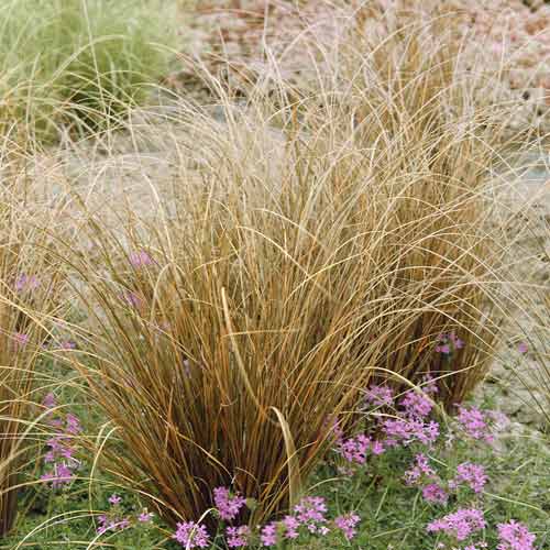 Ostřice Red Rooster PBR, C3 obrázek 1 artikel 8519