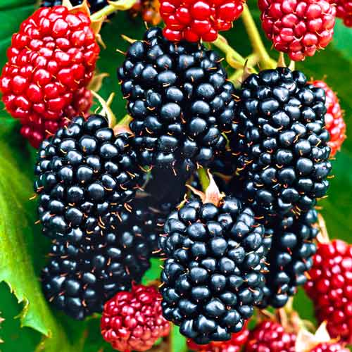 Ostružina Big Maks XXL artikel fotografie 1 Ostružina Big Maks XXL obrázek 1 artikel 7500