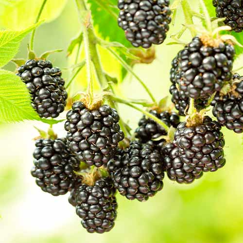 Ostružina Black Satin, Р9 obrázek 1 artikel 7692