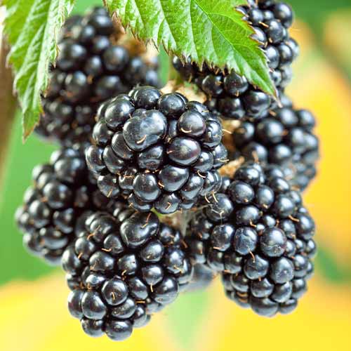 Ostružina Gigant, Р9 artikel fotografie 1 Ostružina Gigant, Р9 obrázek 1 artikel 7506