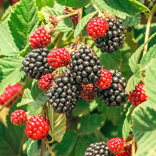 Ostružina Loch Ness, Р9 obrázek 1 artikel 7651