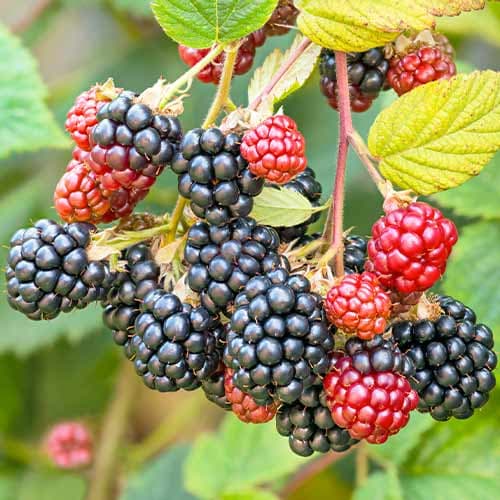 Ostružina Navaho artikel fotografie 1 Ostružina Navaho obrázek 1 artikel 7504