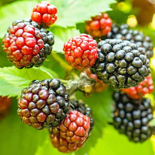 Ostružina Tricolor obrázek 1 artikel 5835