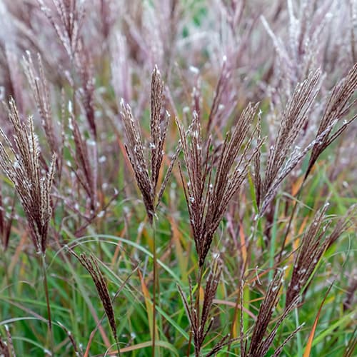 Ozdobnice Ferner Osten artikel fotografie 1 Ozdobnice Ferner Osten obrázek 1 artikel 4083