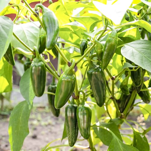 Pálivá paprika Cancan obrázek 1 artikel 50068