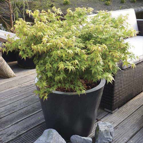 Palma javor Little Princess, C3 artikel fotografie 1 Palma javor Little Princess, C3 obrázek 1 artikel 8500