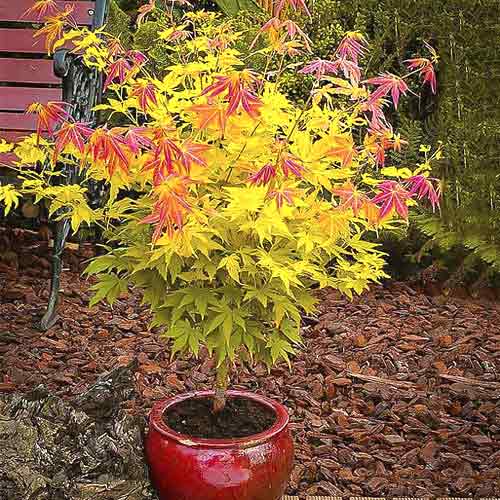 Palma javor Orange Dream, C3 obrázek 1 artikel 8501