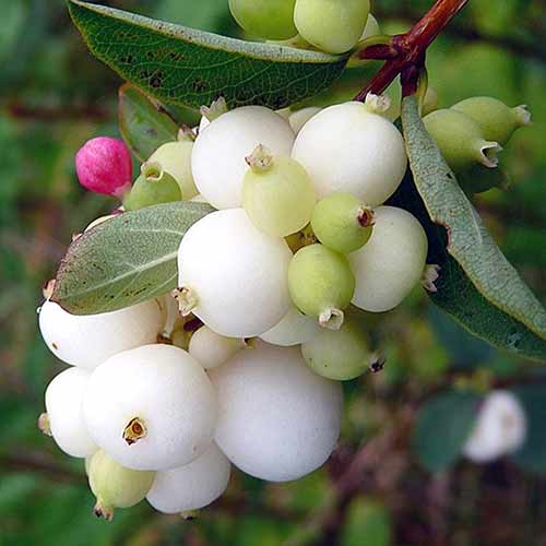 Pámelník Alba obrázek 1 artikel 4810