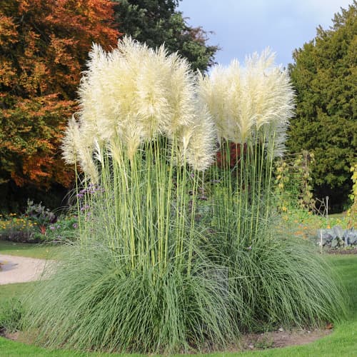 Pampová tráva White Feather, С2 obrázek 1 artikel 4753