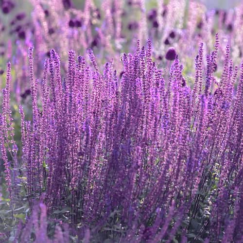 Perovskia atriplicifolia Little Spire, С2 artikel fotografie 1 Perovskia atriplicifolia Little Spire, С2 obrázek 1 artikel 7794