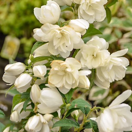 Philadelphus Snowbelle, С2 artikel fotografie 1 Philadelphus Snowbelle, С2 obrázek 1 artikel 7795