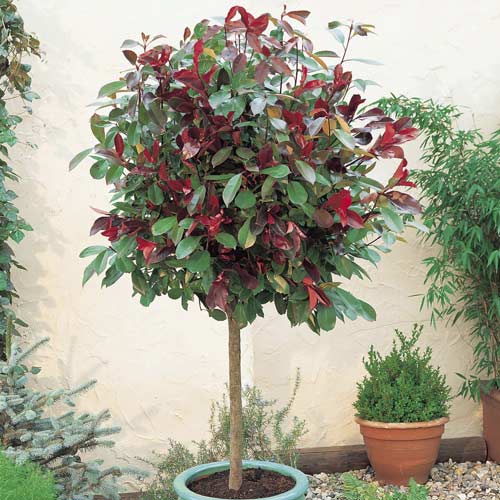 Photinia Little Red Robin, C3 obrázek 1 artikel 7725