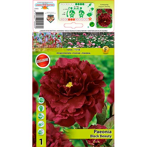 Pivoňka Black Beauty obrázek 1 artikel 76335