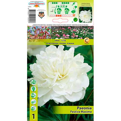 Pivoňka Festiva Maxima obrázek 1 artikel 76337